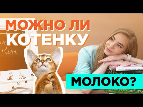 Можно ли котенку молоко?