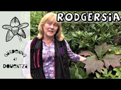 Video: Growing Fingerleaf Rodgersia Plants - Informații despre îngrijirea plantelor Rodgersia