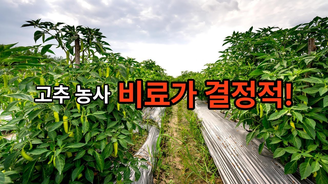 고추농사 대풍 이게 중요 - YouTube