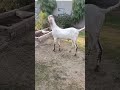 mashallah ❤️ #goat #cowgoat #beautifullgoats #whitegoat #foryourpage