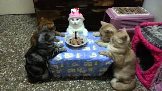 動画 誕生日パーティをやらされてる感漂う5匹の猫 テーブルを囲む姿がシュール過ぎる Fundo