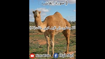 ياسر الدوسري سورة الغاشية تلاوة جميلة