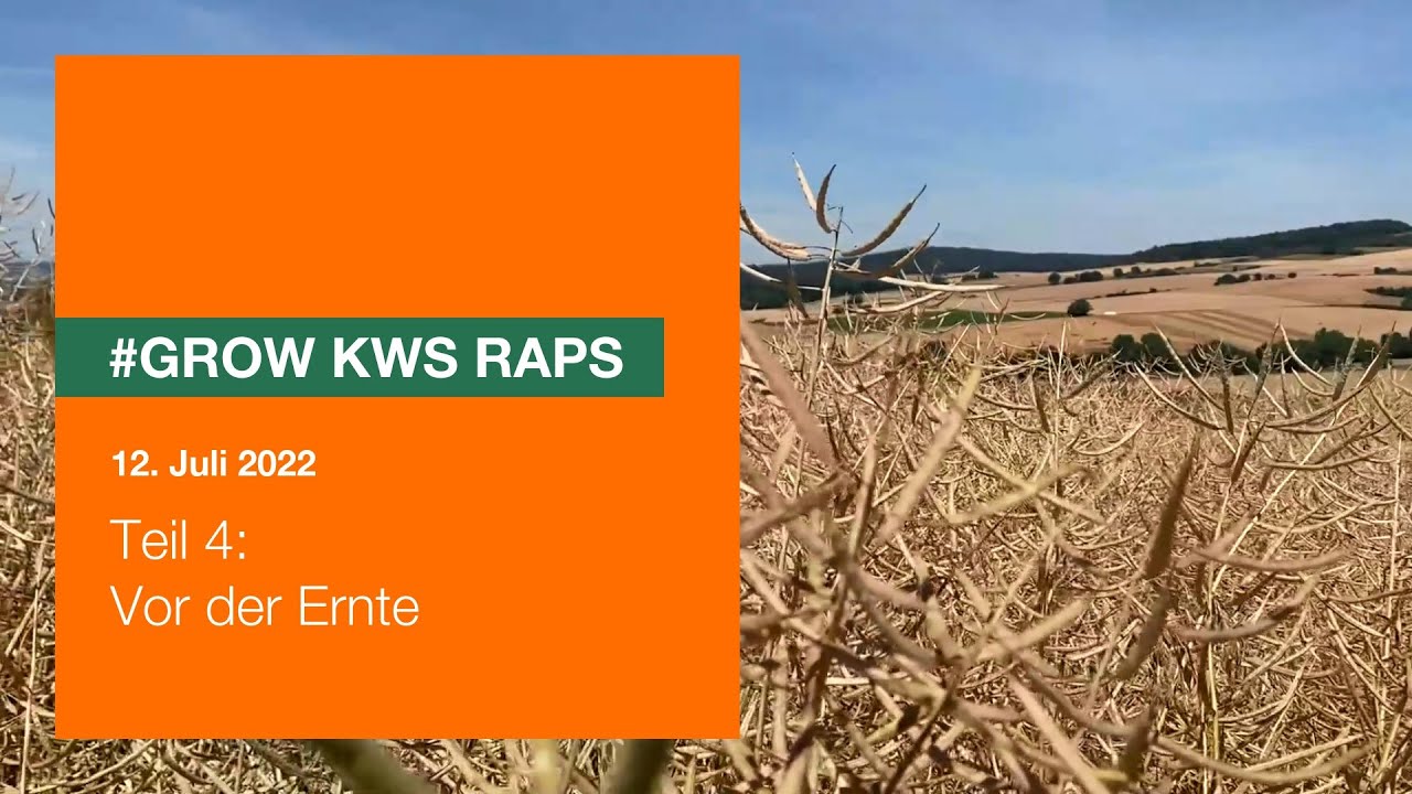 Wie Sieht Raps Vor Der Ernte Aus #GROW KWS Raps − Teil 4: Vor der Ernte - YouTube