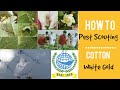 What is #Pest #Scouting? How to #pestscouting? #PSCotton2021 کپاس کی فصل کا معائنہ کیسے کریں