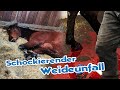 Lebensgefhrliche verletzung beim nachwuchspferd  so schnell kann man sein pferd verlieren