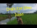 Isaan, Thailand through a Dog Eye&#39;s🐶👀