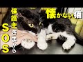 【保護猫】もう手に負えない…保護主様のSOSを受け、人慣れ訓練した結果…（こてつ君）