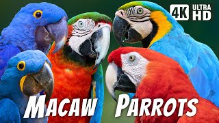 The Majestic Macaw | A Colorful Journey Into The Magnificent World Of Parrots | Amazon Rainforest