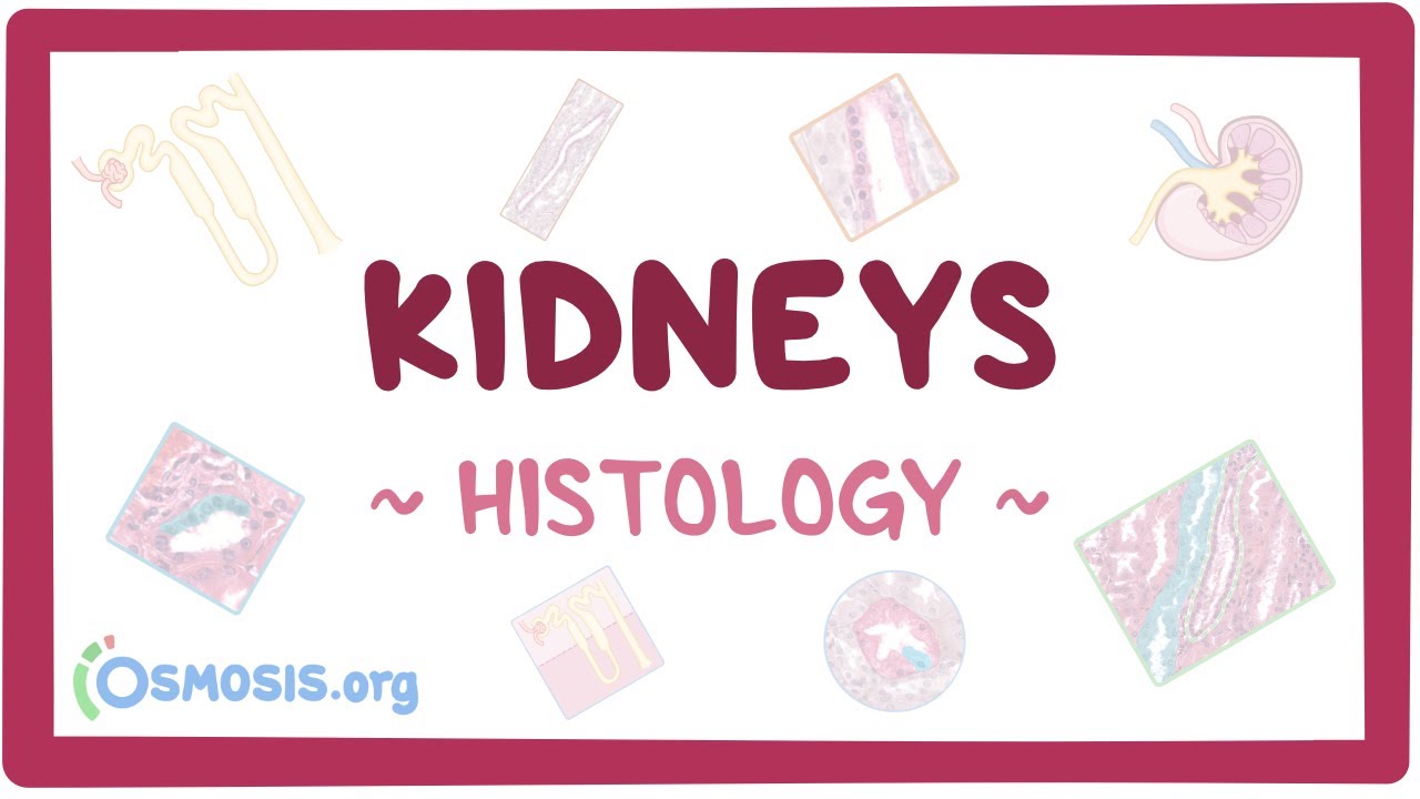 Outline Video Kidneys: Histology