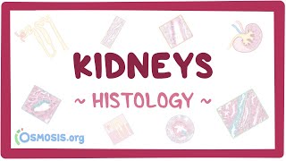 Kidneys: Histology