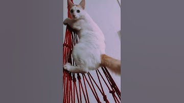 Adventurous Cat Climbs Hammock Like a Pro! #CatVideos #flextripmix  #shorts