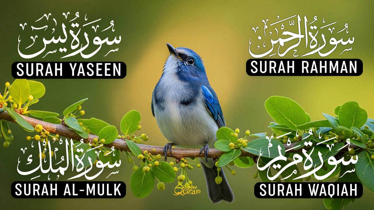 Calming Voice Of Surah Yaseen | Surah Rahman | Surah Waqiah | Surah Mulk | Alaa Aqel | Ep-06