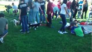 40 Cavaliers meet in the park! by Rey 371 views 11 years ago 1 minute, 45 seconds