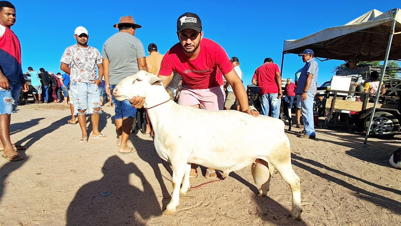 A FEIRA DE CAPRINOS E OVINOS DE FOLHA MIÚDA ALAGOAS E CARNEIRO WHITE DORPER #nordeste