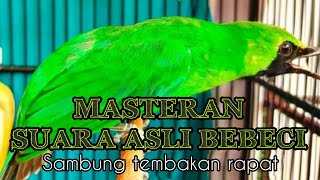 Masteran CUCAK IJO suara asli BEBECI sambung tembakan || paling di cari