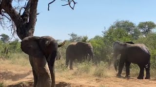 A Sustainable Elephant Herd Needs a Sustainable Home