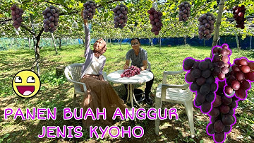 PANEN BUAH ANGGUR HITAM JENIS KYOHO DI JEPANG || BOLEH MAKAN SEPUASNY 😮