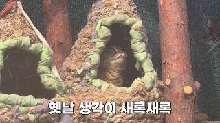 11냥이들을 두고 가도 안심할 수 있는 여름 마당 작업