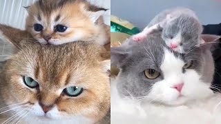 How Interesting Is It To Have A Cat?  2020 Cutest Cats   Funny Cat's life Video