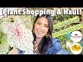 $6 Caladiums! $10 Variegated String of Pearls! Plant Shopping & Plant Haul - Plant Shop With Me