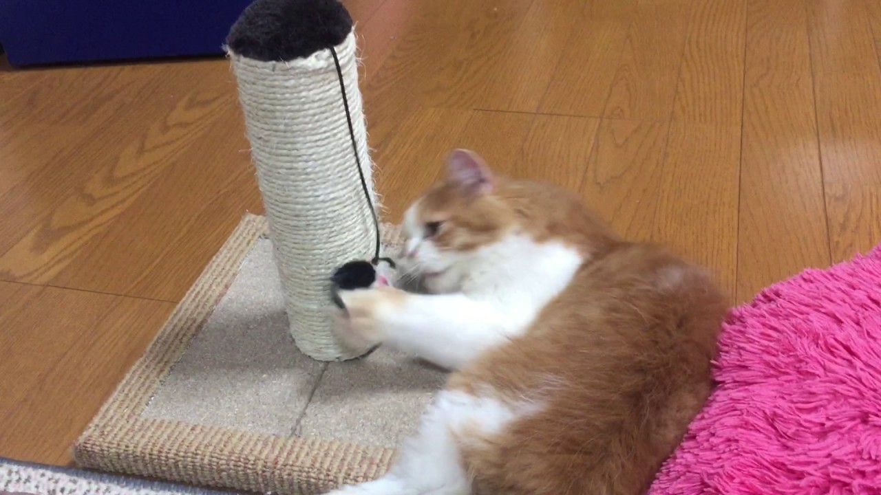 お気に入りの爪とぎタワーで遊ぶ仔猫 - YouTube