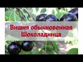 Вишня обыкновенная Шоколадница 🌿 Обзор: посадка и уход. саженцы, крупномеры: описание и особенности