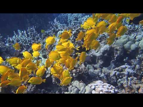 School of Bright Yellow Tang Fish - Two Step Snorkeling, Big Island, Hawaii