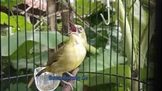 Pleci Banyuwangi GACOR