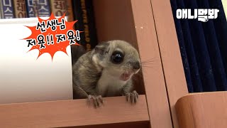 Flying Squirrel That Attends School with Humans