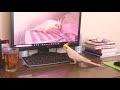 Today's My happy Cockatiel | Who's that annoying cockatiel? | これ誰？オカメインコのカメちゃん
