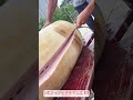 現役農家が教える豚肉のさばき方!背脂の切り出し術と美味しい保存法