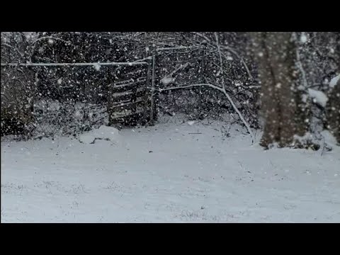Just a Snowy Tennessee Day