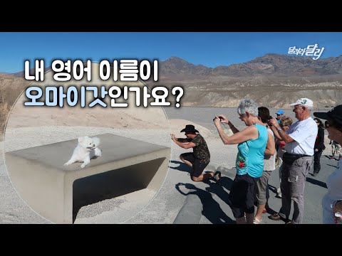 한국에서 여행 온 강아지 달리를 본 외국인 반응