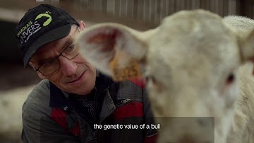 Increasing Gains for Beef Cattle Through Genotyping