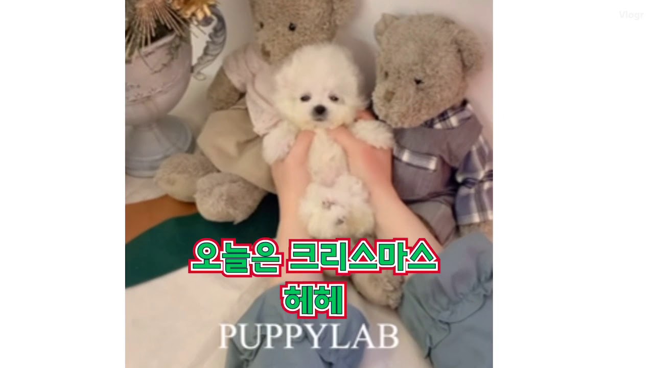Mini bichon frise korea Weenie perfect teacup size puppy..🖤 YouTube