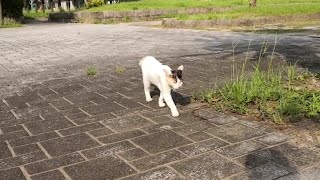 公園で甘えん坊な野良猫がトコトコとこっちに歩いてきた