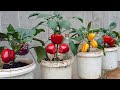 Bell peppers are big and sweet if you grows them by this method growing peppers from seeds