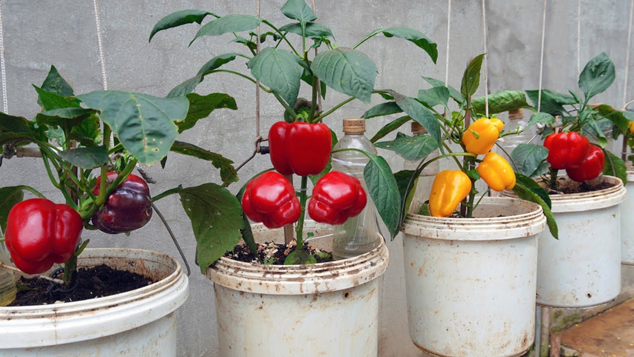 Bell peppers are big and sweet if you Grows them by this method