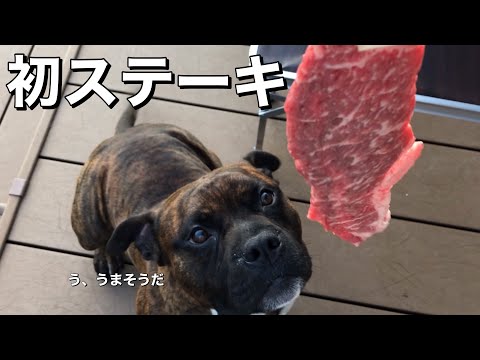 【大食い犬ASMR】初ステーキ丼を豪快に食べて大満足だった【アメリカンブリー】