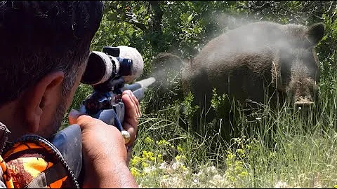 BEST 70 Wild Boar Hunts of All Time | Massive, Dangerous & Unstoppable! #hoghunt #wildboar #wildpig