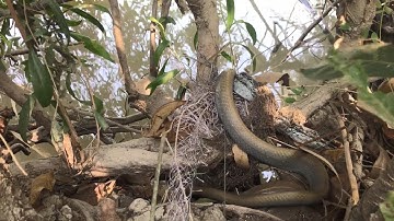 giăng lưới rắn dính hổ lãi hổ ngựa trong mùa dịch  #Tập179 #BẫyRắnĐồngTháp