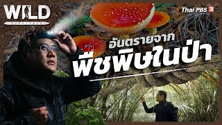 อันตรายจากพืชพิษในป่า | WILD SURVIVAL