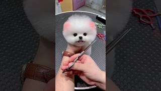 Cute Pomeranian dog grooming  #shorts #pomeraniangrooming #ytshorts