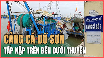 Cảng cá Ngọc Hải 2 (Đồ Sơn) | 30.11.2025