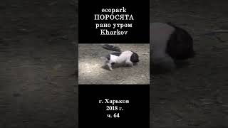 █ ЭкоПарк Харьков ч.64 / ПОРОСЯТА рано утром / 2018 г  #shorts