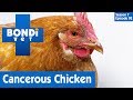 🐔 Chicken Diagnosed With Cancer | FULL EPISODE | S07E02 | Bondi Vet