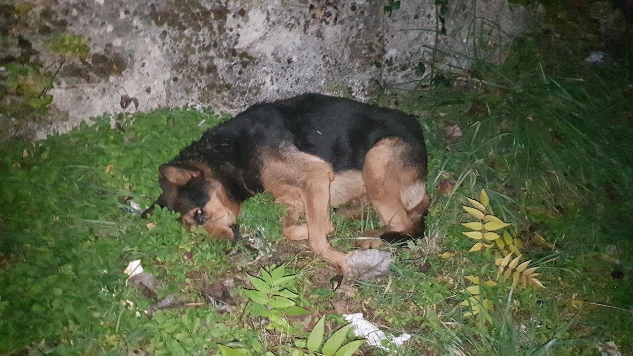 He was abandoned by the side of road by heartless owner, crying pain and hopeless waiting for help