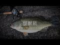 【秋バス】Lake Biwa オカッパリにて怪獣級に遭遇