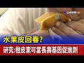 水果皮回春？研究：橙皮素可當長壽基因促進劑