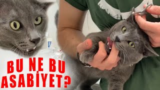 ANGER MANAGEMENT ISSUES!  Cat at the vet is mad!  #inanoğlu